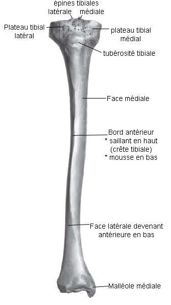 Structure du tibia