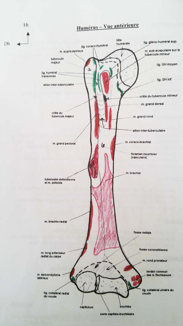 Insertions musculaires humérus