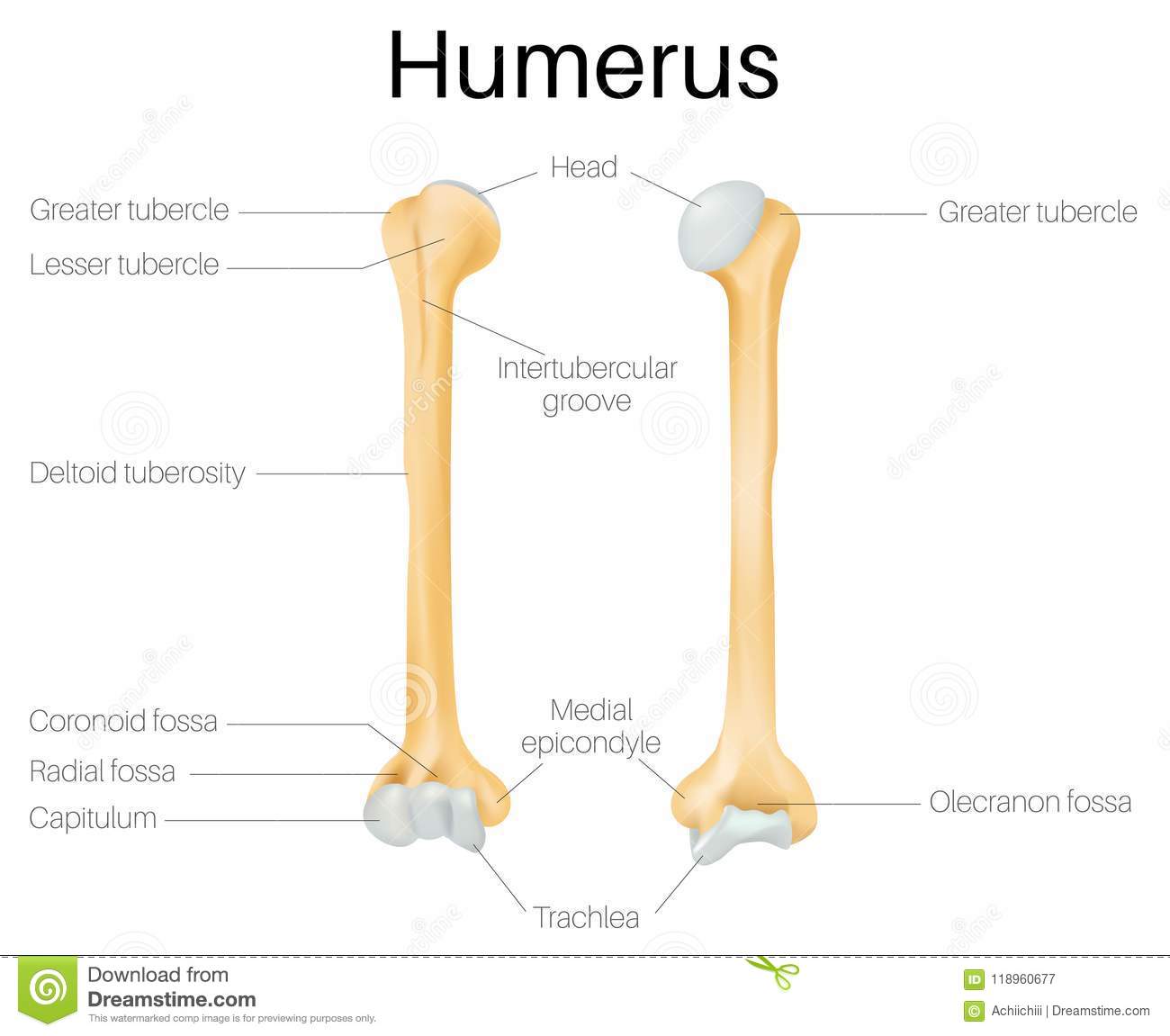 Humérus