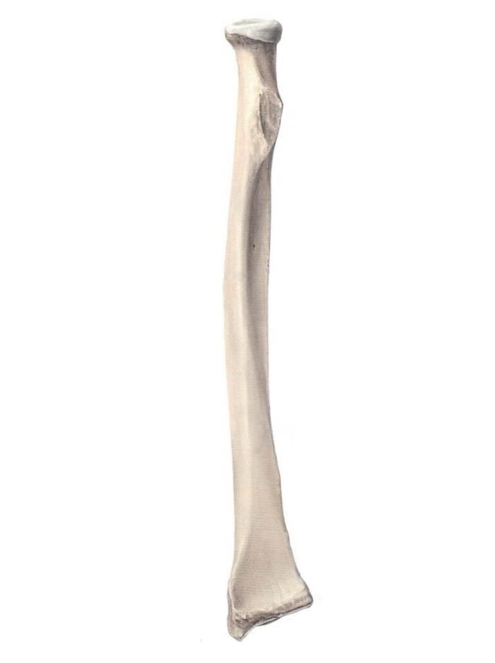 Radius