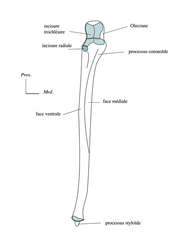 Ulna