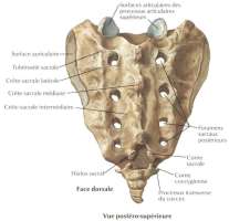 Sacrum vue postérieure
