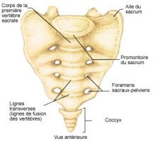 Sacrum vue antérieure