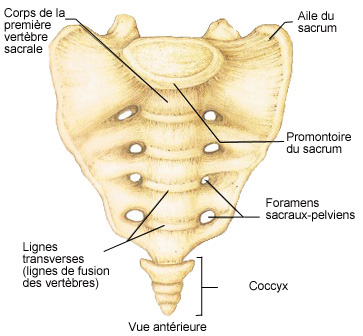 Sacrum vue antérieure