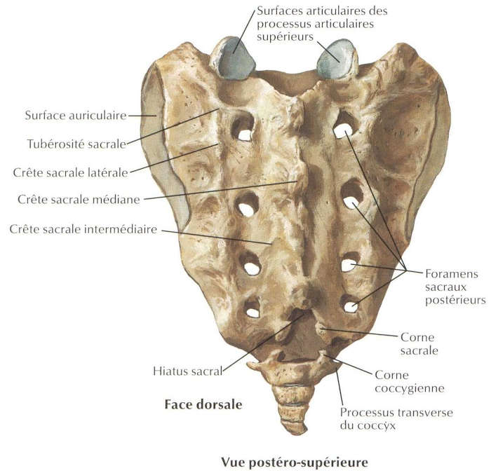 Sacrum vue postérieure