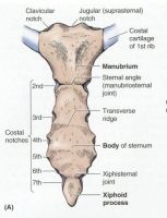 Sternum