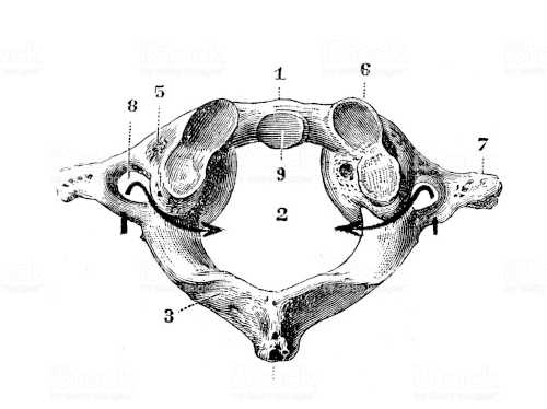 Vertèbre atlas