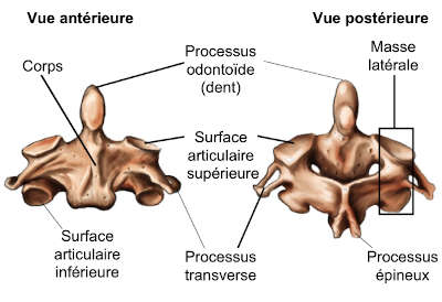 Vertèbre axis