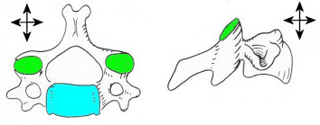 Articulations vertèbres cervicales 