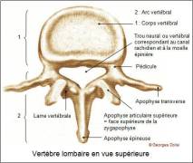 vertèbres lombaires
