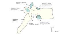 Articulations vertèbres thoraciques